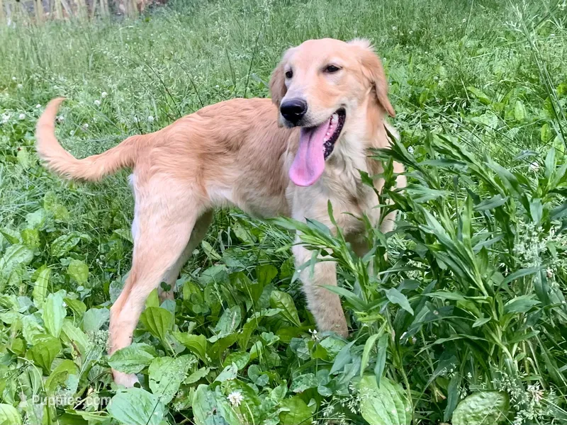 Purebred Dovey, a female Golden Retriever for sale in Portland, TN – Photo 1 of 8