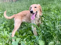 Purebred Dovey, a female Golden Retriever for sale in Portland, TN – Photo 1 of 8