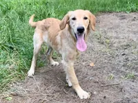 Purebred Dovey, a female Golden Retriever for sale in Portland, TN – Photo 3 of 8