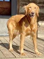 Purebred Dovey, a female Golden Retriever for sale in Portland, TN – Photo 6 of 8