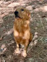 Chester AKC, a male Golden Retriever for sale in Portland, TN – 3 of 7