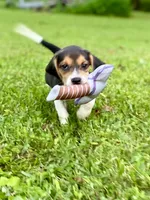 Patsy AKC, a female Beagle for sale in Portland, TN – 2 of 10