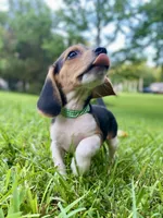 Loretta AKC, a female Beagle for sale in Portland, TN – 2 of 10
