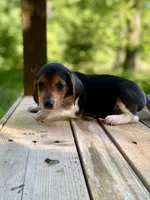 Cash AKC, a male Beagle for sale in Portland, TN – 8 of 10