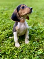 Tanya AKC, a female Beagle for sale in Portland, TN – 5 of 10