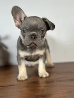 Turbo, a male French Bulldog for sale in Grabill, IN – 9 of 9