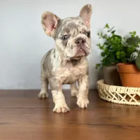 Calais, a female French Bulldog for sale in Grabill, IN – 5 of 7