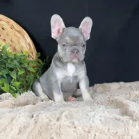 Grayson, a male French Bulldog for sale in Grabill, IN – Photo 6 of 6