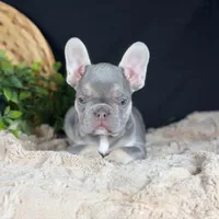 Grayson, a male French Bulldog for sale in Grabill, IN – Photo 4 of 6