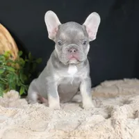 Grayson, a male French Bulldog for sale in Grabill, IN – Photo 5 of 6