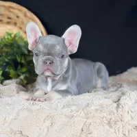 Grayson, a male French Bulldog for sale in Grabill, IN – Photo 3 of 6