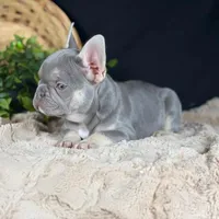 Grayson, a male French Bulldog for sale in Grabill, IN – Photo 2 of 6