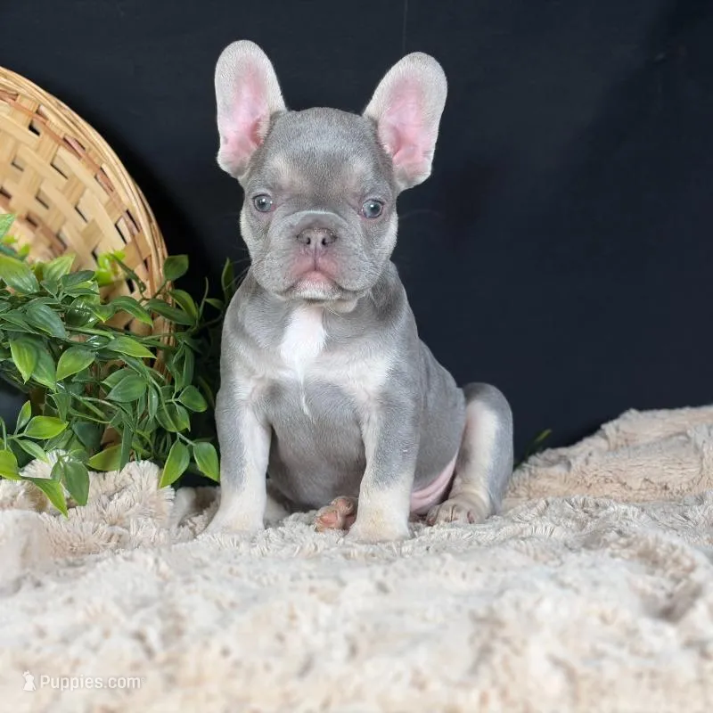 Grayson – French Bulldog puppy for sale in Grabill, IN