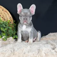 Grayson, a male French Bulldog for sale in Grabill, IN – Photo 1 of 6