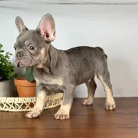 Remy, a male French Bulldog for sale in Grabill, IN – 2 of 7