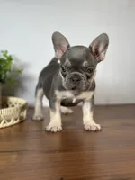 Arles, a female French Bulldog for sale in Grabill, IN – 6 of 6