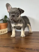 Turbo, a male French Bulldog for sale in Grabill, IN – 4 of 9