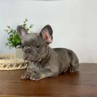 Lille, a female French Bulldog for sale in Grabill, IN – 6 of 7