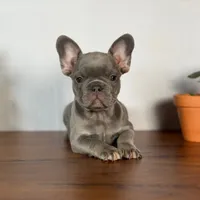 Lille, a female French Bulldog for sale in Grabill, IN – 3 of 7