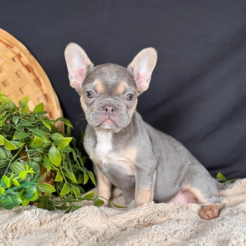 Lady – French Bulldog puppy for sale in Grabill, IN