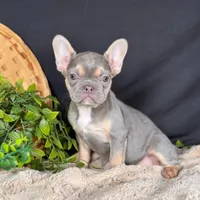 Lady, a female French Bulldog for sale in Grabill, IN – Photo 1 of 4