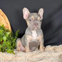 Lady, a female French Bulldog for sale in Grabill, IN – Photo 4 of 4