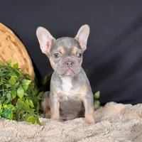 Lady, a female French Bulldog for sale in Grabill, IN – Photo 3 of 4