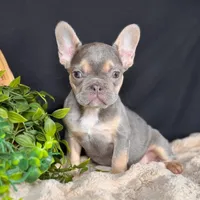 Lady, a female French Bulldog for sale in Grabill, IN – Photo 2 of 4