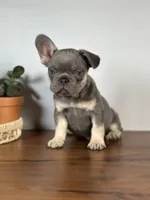Turbo, a male French Bulldog for sale in Grabill, IN – 5 of 9