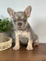 Paris, a female French Bulldog for sale in Grabill, IN – 5 of 10