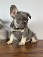 Turbo, a male French Bulldog for sale in Grabill, IN – 7 of 9