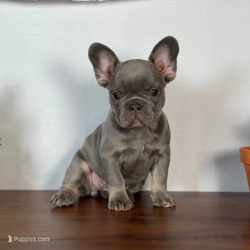 Lille – French Bulldog puppy for sale in Grabill, IN