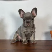 Lille, a female French Bulldog for sale in Grabill, IN – 1 of 7