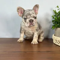 Calais, a female French Bulldog for sale in Grabill, IN – 6 of 7