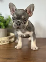 Arles, a female French Bulldog for sale in Grabill, IN – 5 of 6