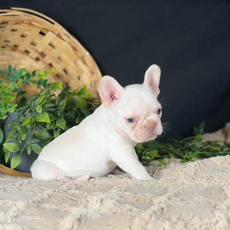 Aria – French Bulldog puppy for sale in Grabill, IN
