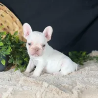 Aria, a female French Bulldog for sale in Grabill, IN – Photo 3 of 5
