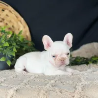 Aria, a female French Bulldog for sale in Grabill, IN – Photo 2 of 5