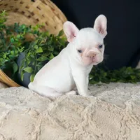 Aria, a female French Bulldog for sale in Grabill, IN – Photo 4 of 5