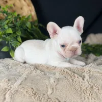 Aria, a female French Bulldog for sale in Grabill, IN – Photo 5 of 5