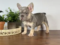 Paris, a female French Bulldog for sale in Grabill, IN – 7 of 10
