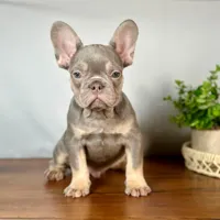 Remy, a male French Bulldog for sale in Grabill, IN – 6 of 7