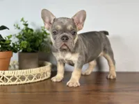 Paris, a female French Bulldog for sale in Grabill, IN – 10 of 10