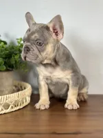 Paris, a female French Bulldog for sale in Grabill, IN – 2 of 10