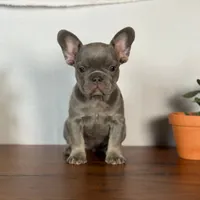 Lille, a female French Bulldog for sale in Grabill, IN – 7 of 7