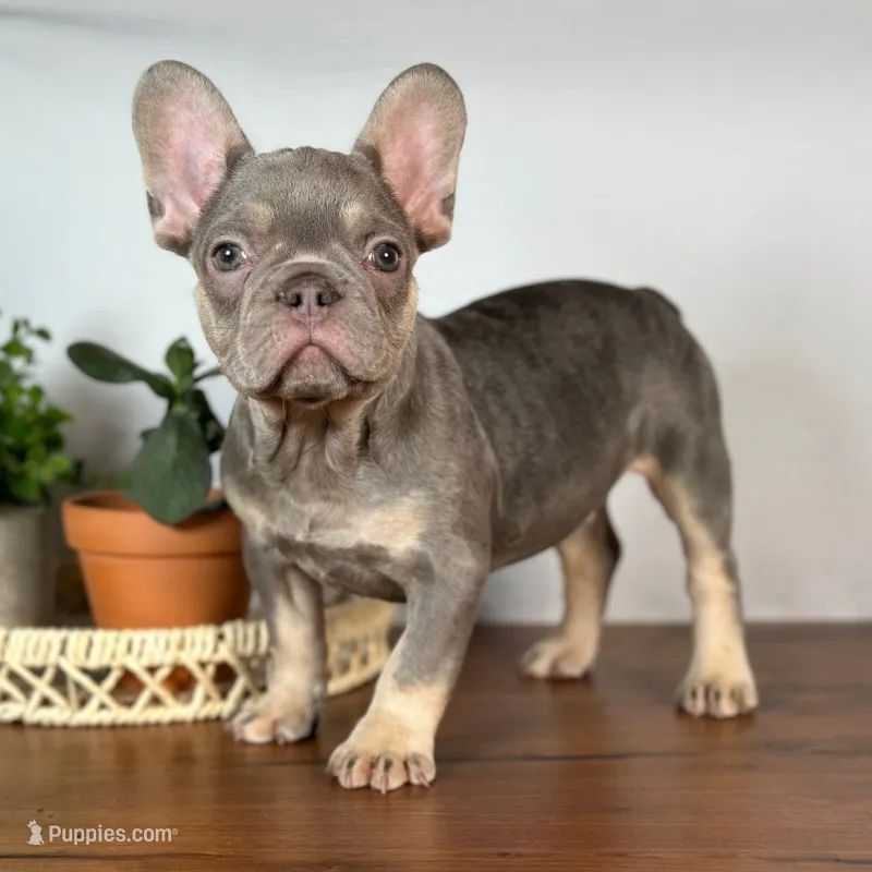 Remy – French Bulldog puppy for sale in Grabill, IN