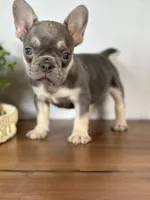 Arles, a female French Bulldog for sale in Grabill, IN – 3 of 6