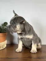 Turbo, a male French Bulldog for sale in Grabill, IN – 8 of 9