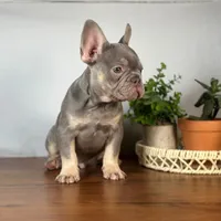 Remy, a male French Bulldog for sale in Grabill, IN – 3 of 7