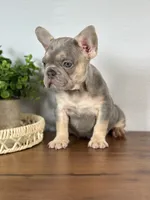 Paris, a female French Bulldog for sale in Grabill, IN – 8 of 10